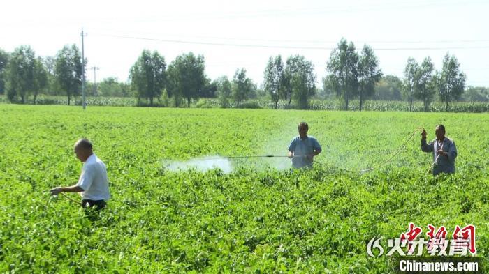 辣椒种植带动150余村民实现家门口就业。长子县融媒体中心提供
