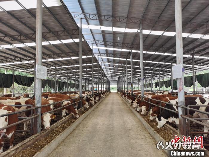 贵州思南：做好“牛产业”助力乡村振兴