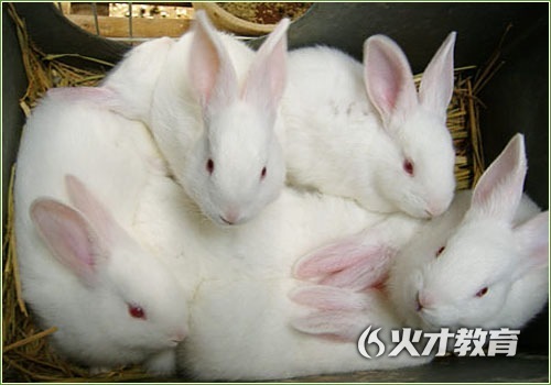 养殖兔子怎么管理，家兔的饲养方法及怎么管理？