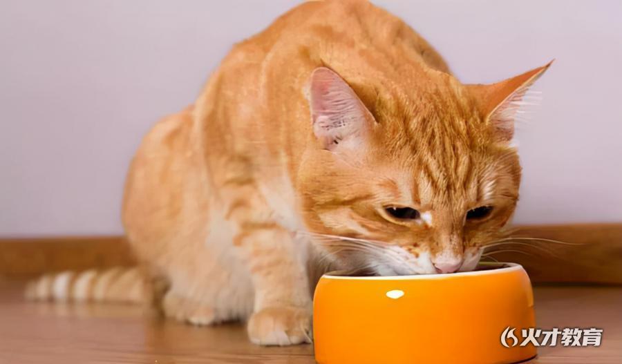 国产猫粮品牌排行榜，推荐5款国产猫粮测评分析？